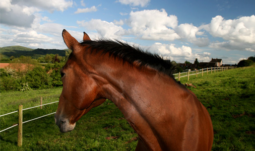 Birch Farm Livery, Herefordshire and Worcestershire