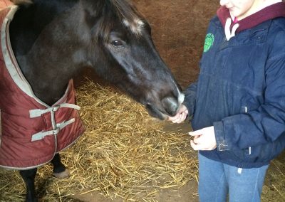 Feeding a pony