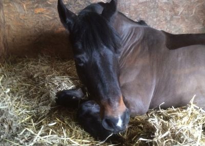 Foal in stable