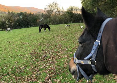 Ponies and dogs in paddock