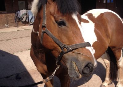 Horse grooming in stable yard