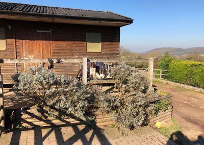 Stables and dogs