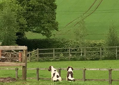 Dogs in paddock