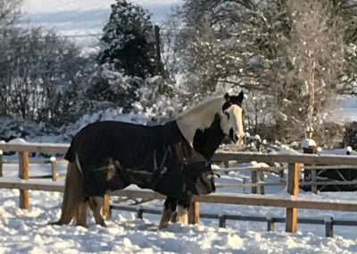 Horse in winter, snow paddock