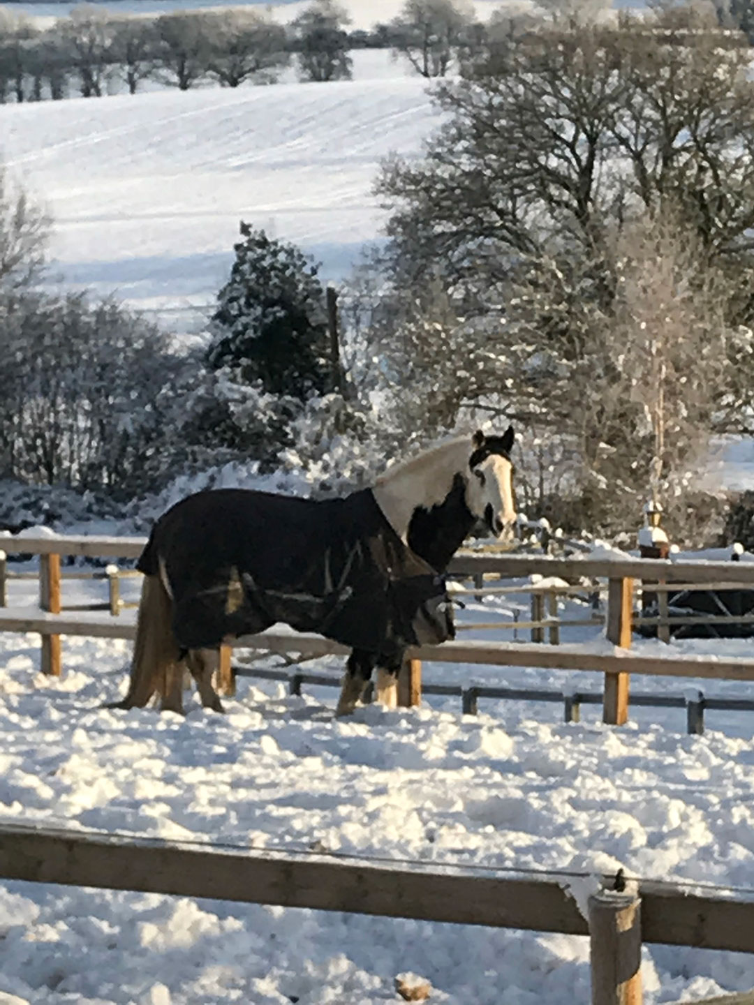 Horse in winter, snow paddock