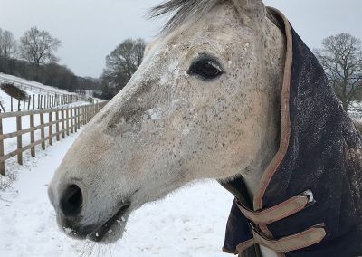 Horse in winter, snow paddock