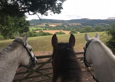 Three horses, Malvern