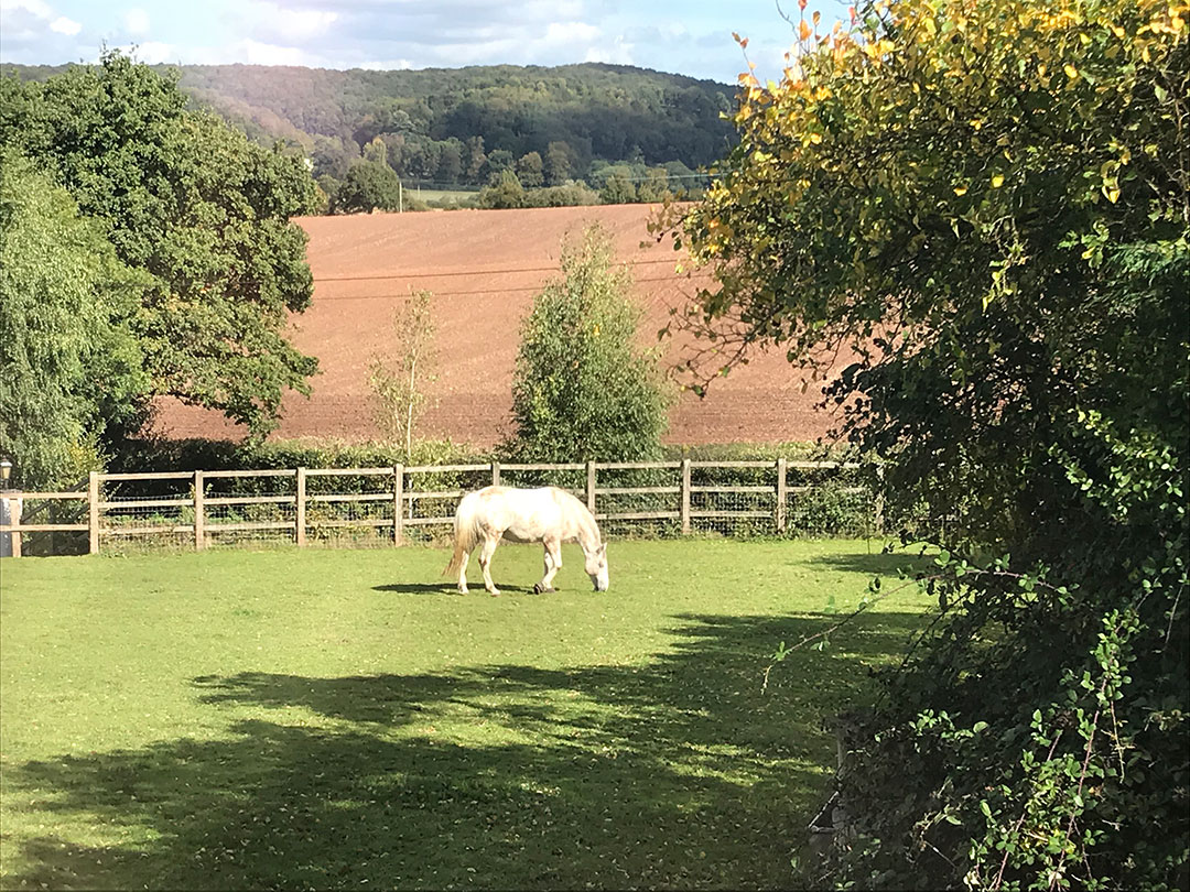 Horse in paddock